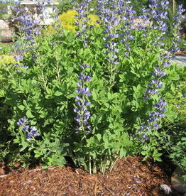 Bron and Sons Baptisia australis #1 Blue False Indigo