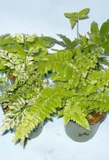 Mainland Fern, Assorted Houseplant 4 in BBS/WCG