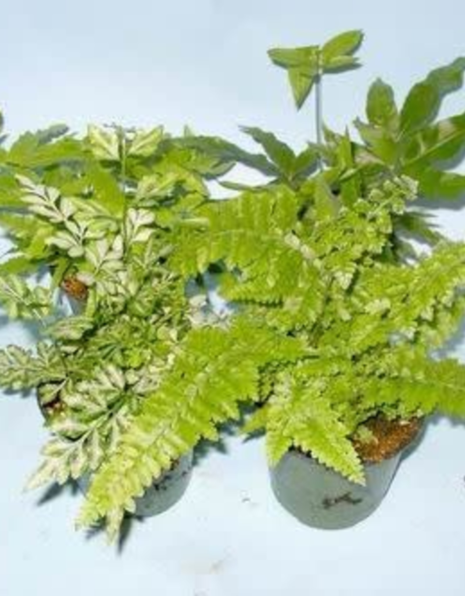 Mainland Fern, Assorted Houseplant 4 in BBS/WCG