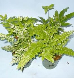 Mainland Fern, Assorted Houseplant 4 in BBS/WCG