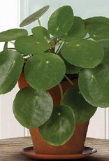 Pilea peperomioides -Chinese Money Plant 4 in