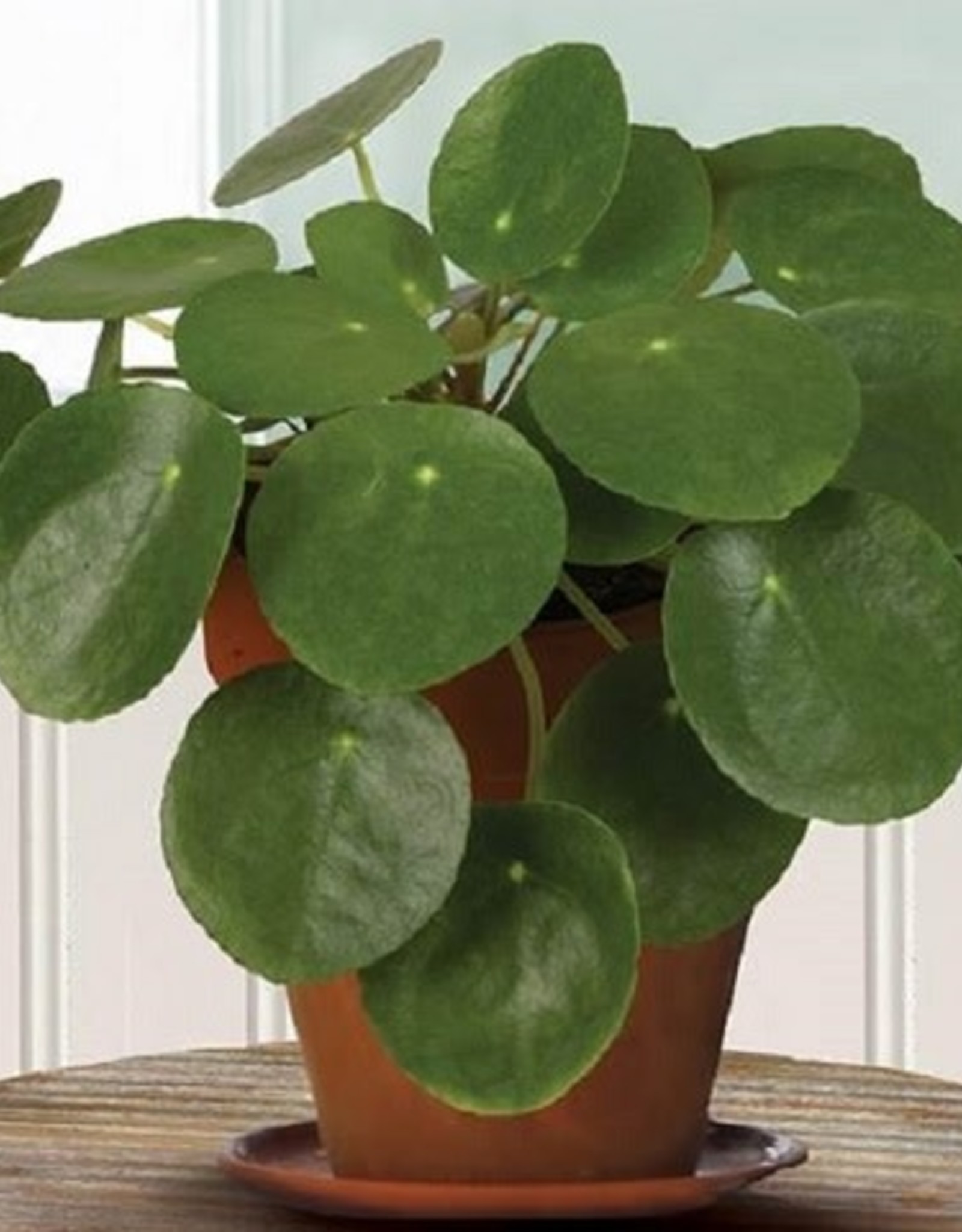 Pilea peperomioides -Chinese Money Plant 4 in
