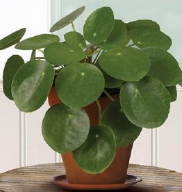 Pilea peperomioides -Chinese Money Plant 4 in