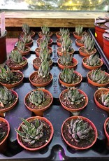 Haworthia , Mini  Assorted 2 inch