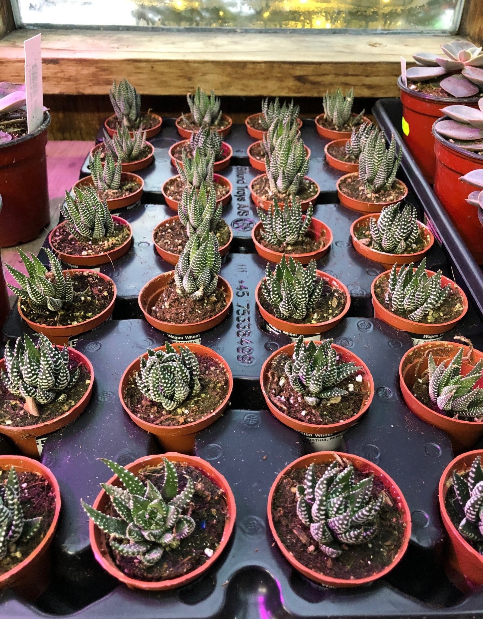Haworthia , Mini  Assorted 2 inch