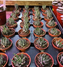 Haworthia , Mini  Assorted 2 inch