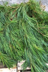 Mainland Cut Greens WHITE PINE, 3LB BUNCH
