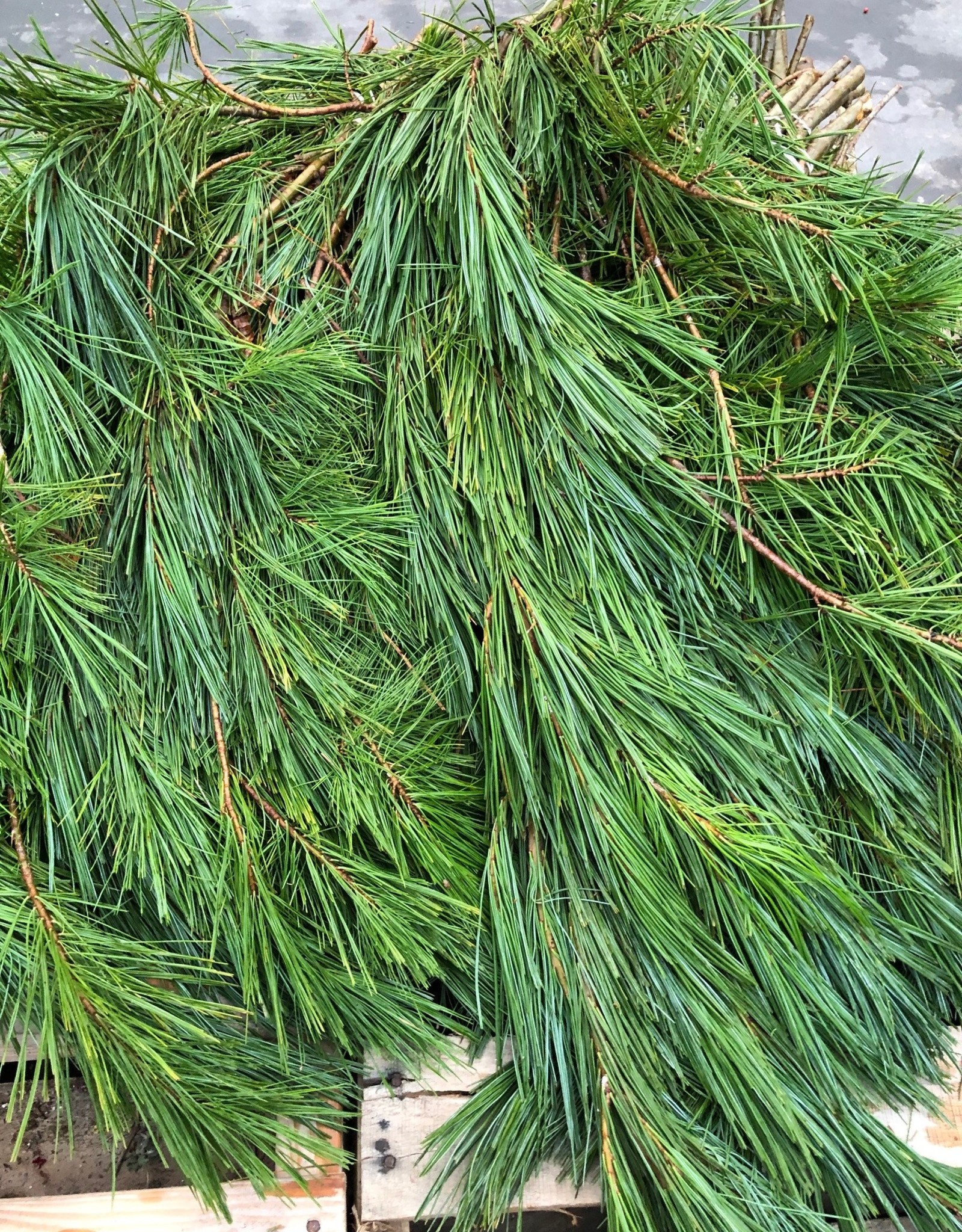 Mainland Cut Greens WHITE PINE, 3LB BUNCH