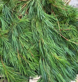 Mainland Cut Greens WHITE PINE, 3LB BUNCH