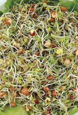 High Mowing Seed HM Spicy Salad Mix Sprouting: 4 OZ