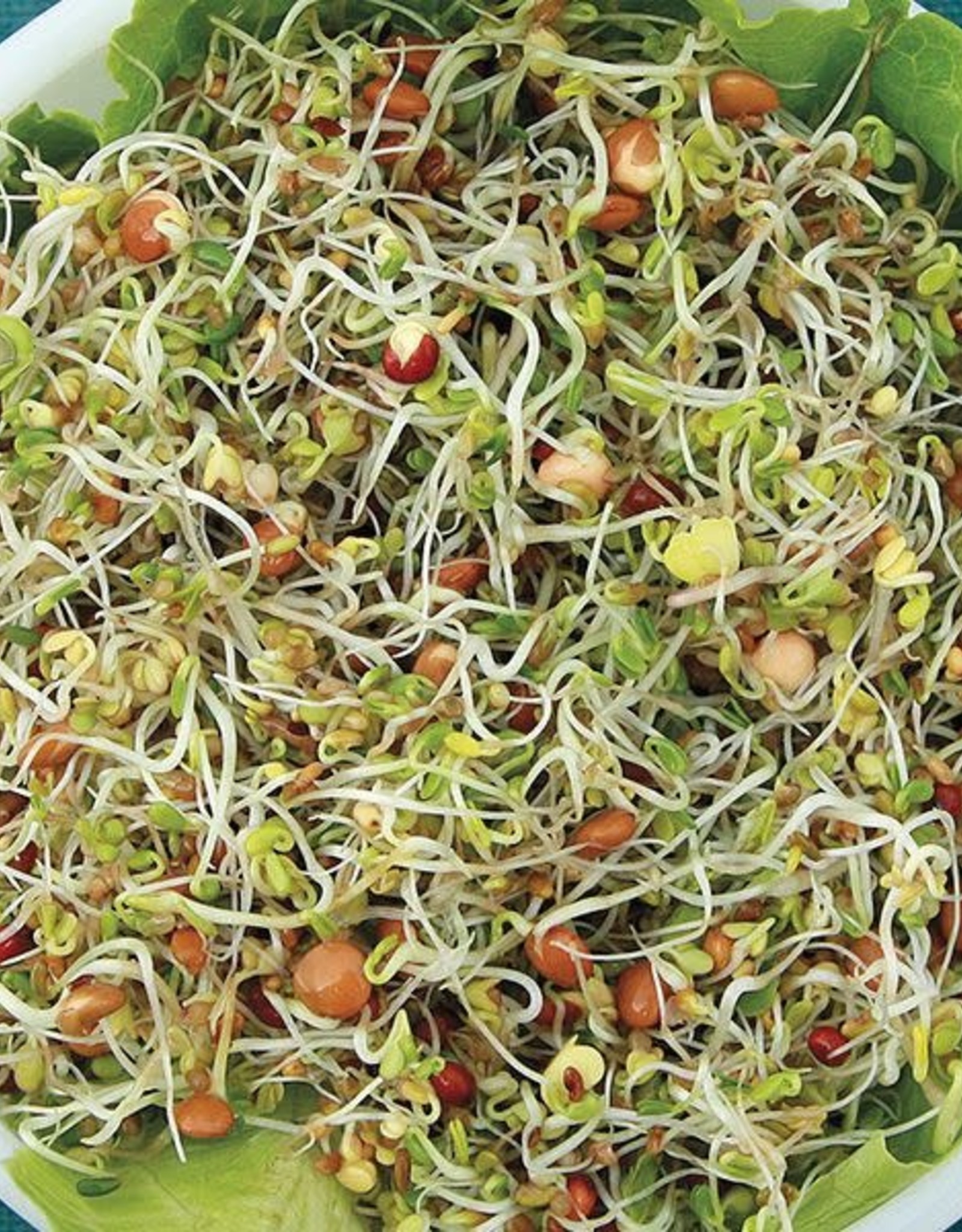 High Mowing Seed HM Spicy Salad Mix Sprouting: 4 OZ
