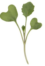 High Mowing Seed HM Broccoli Microgreens: 3 OZ