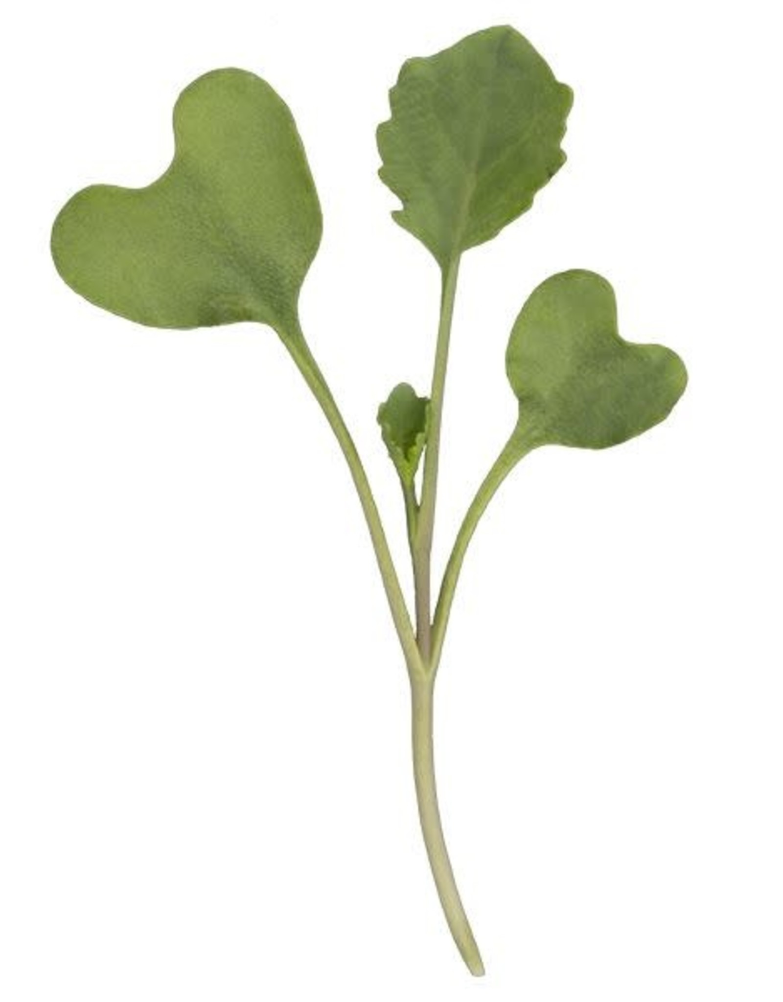 High Mowing Seed HM Broccoli Microgreens: 3 OZ