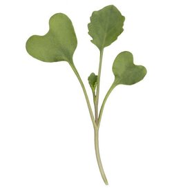 High Mowing Seed HM Broccoli Microgreens: 3 OZ