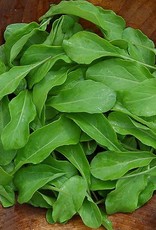High Mowing Seed HM Astro Arugula  1/32 OZ