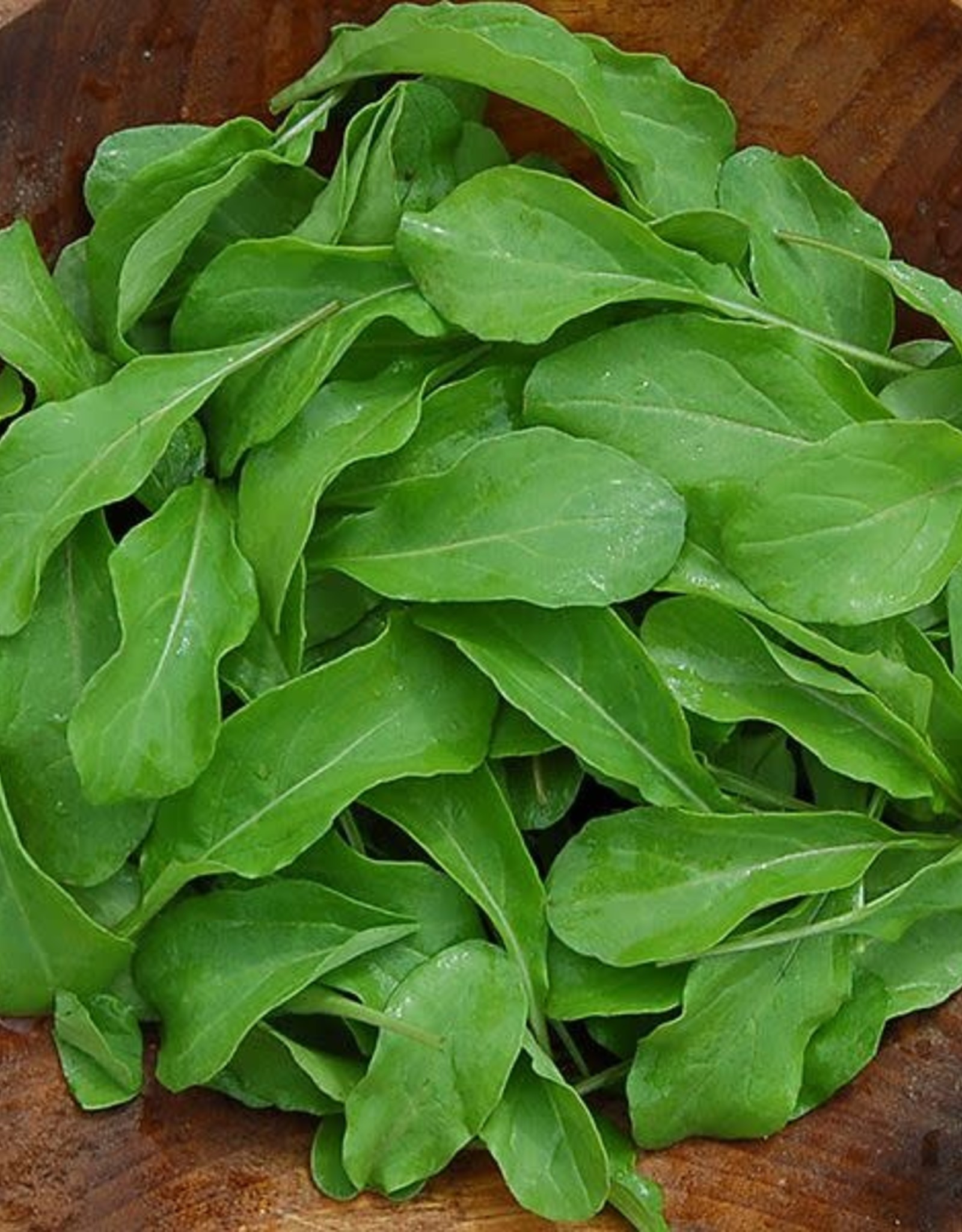 High Mowing Seed HM Astro Arugula  1/32 OZ