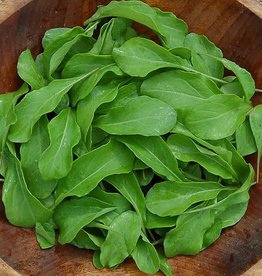 High Mowing Seed HM Astro Arugula  1/32 OZ