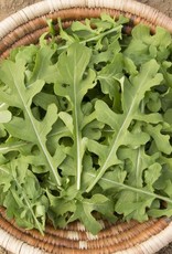 High Mowing Seed HM Esmee Arugula: 1/32 OZ Eruca sativa