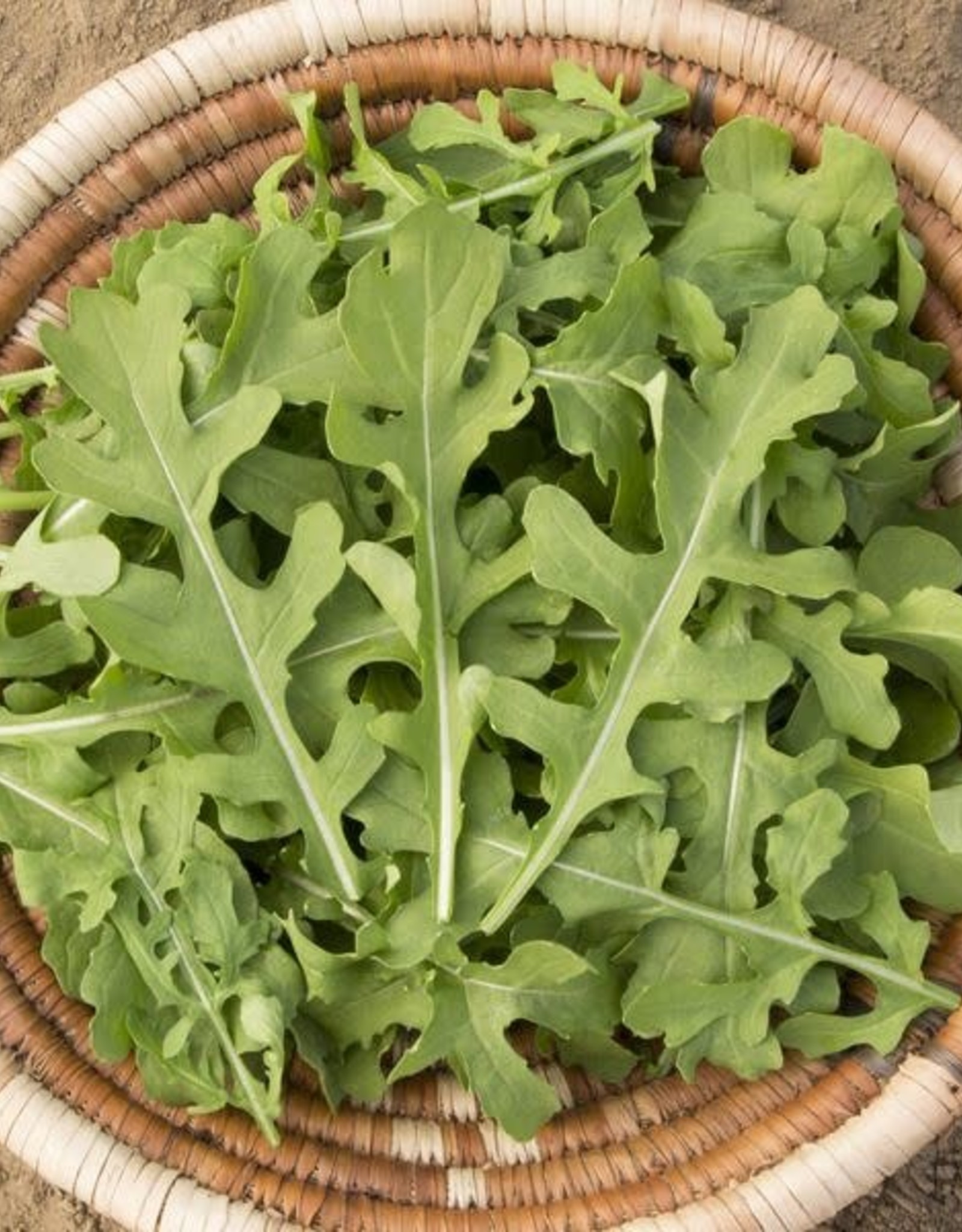 High Mowing Seed HM Esmee Arugula: 1/32 OZ Eruca sativa