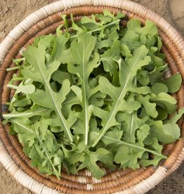 High Mowing Seed HM Esmee Arugula: 1/32 OZ Eruca sativa