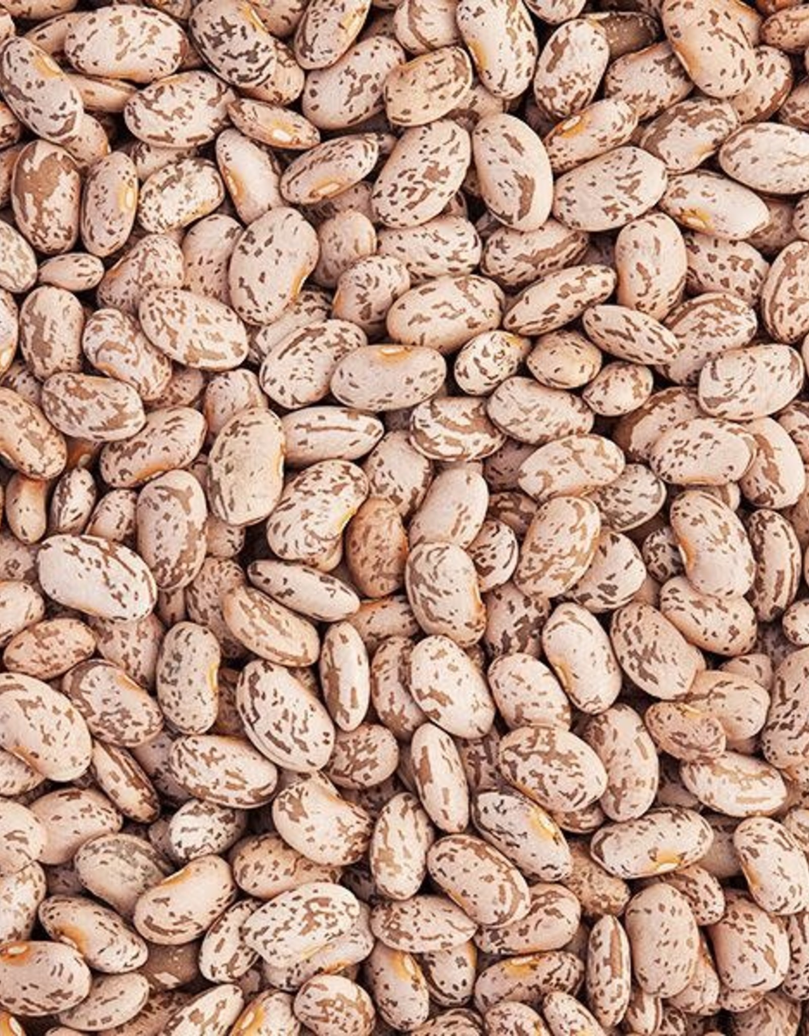 High Mowing Seed HM Quincy Pinto Dry Bean: 1 OZ Phaseolus vulgaris
