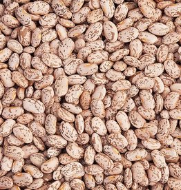 High Mowing Seed HM Quincy Pinto Dry Bean: 1 OZ Phaseolus vulgaris