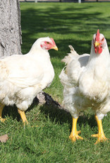 Dunlap Cornish Cross SR 3-20-26