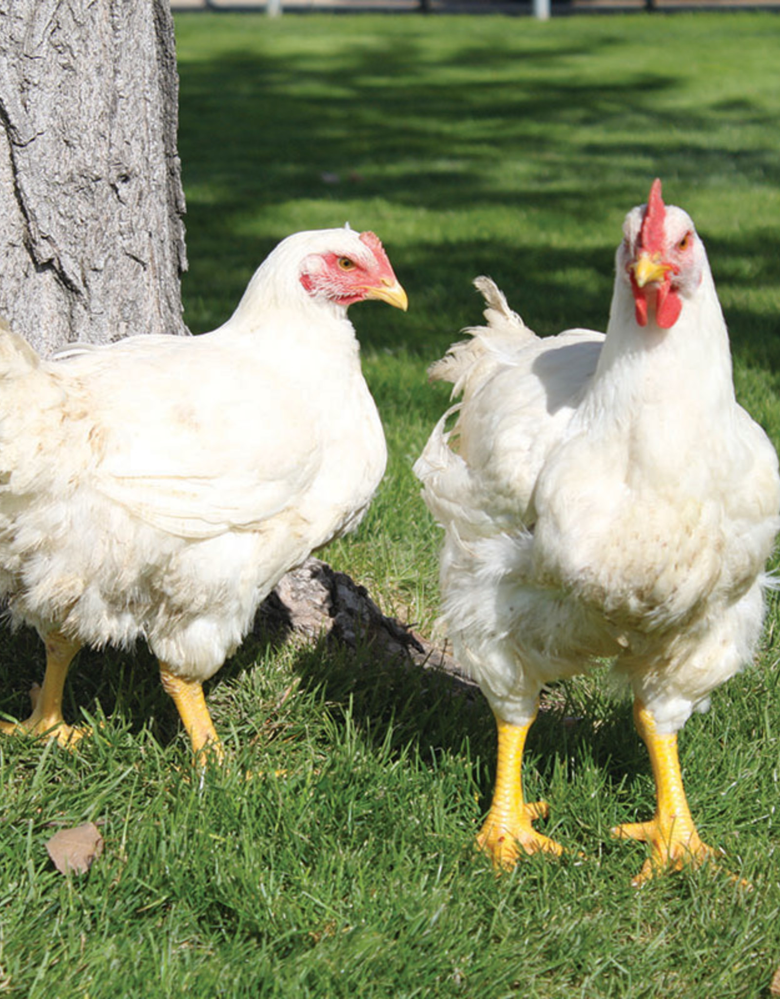 Dunlap Cornish Cross SR 3-20-26