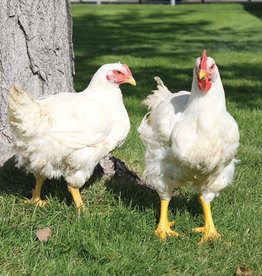 Dunlap Cornish Cross SR 3-20-26