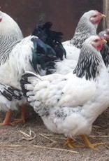 Dunlap Columbian Wyandotte P 6-12-26