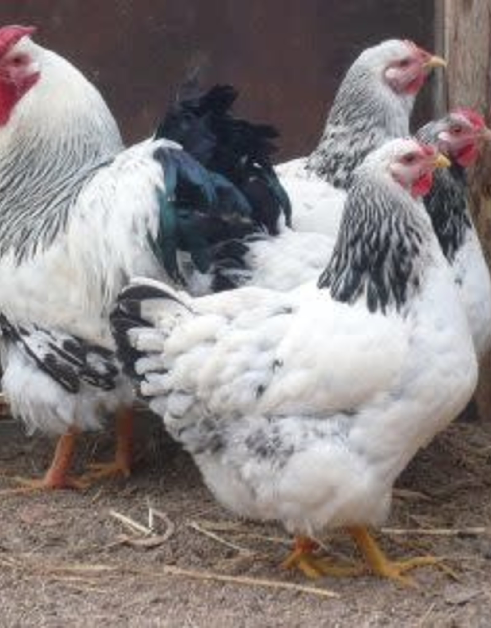 Dunlap Columbian Wyandotte P 6-12-26