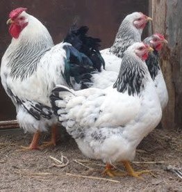 Dunlap Columbian Wyandotte P 6-12-26