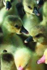 Dunlap Assorted Geese SR 4-03-26