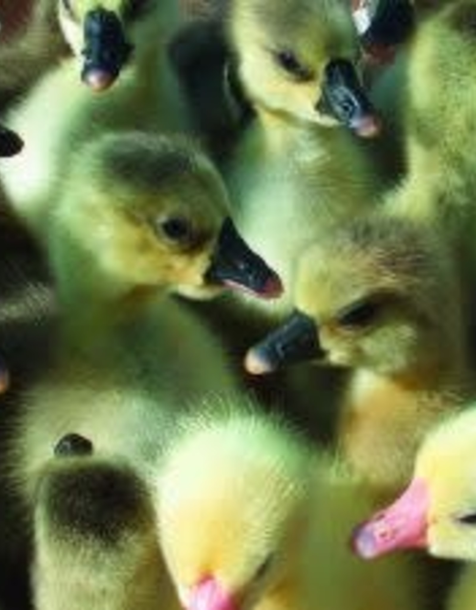 Dunlap Assorted Geese SR 4-03-26