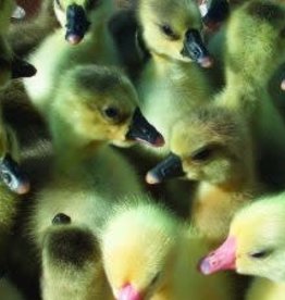 Dunlap Assorted Geese SR 4-03-26