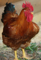 Freedom Ranger Freedom Ranger Meat Chicken C 3-29-24