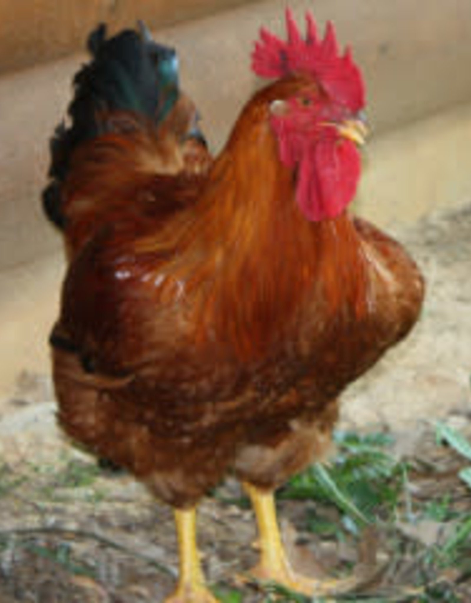 Freedom Ranger Freedom Ranger Meat Chicken SR 4-11-26