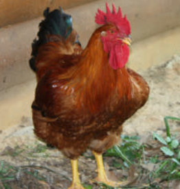 Freedom Ranger Freedom Ranger Meat Chicken SR 4-11-26