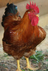 Freedom Ranger Freedom Ranger Meat Chicken C 6-13-25