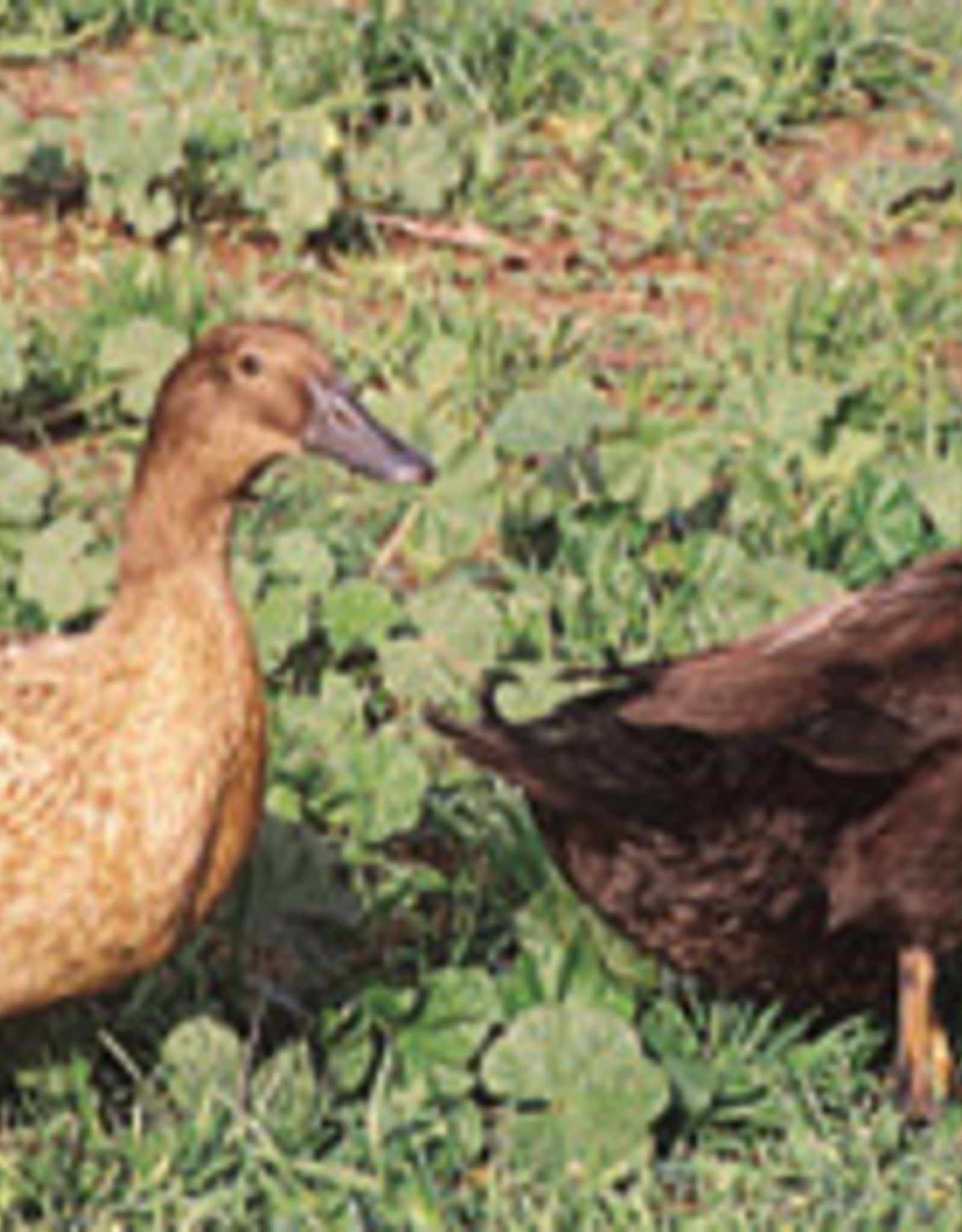 Metzer Golden 300 Duck Female 5-17-24