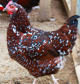 Dunlap Speckled Sussex P 4-3-25