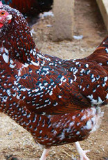 Dunlap Speckled Sussex P 4-17-26