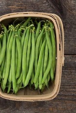 High Mowing Seed HM Antigua Bush Bean: 1 OZ