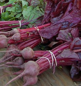 High Mowing Seed HM Bull's Blood Beet: 100 SEEDS