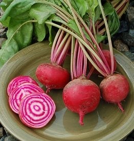 High Mowing Seed HM Guardsmark Chioggia Beet: 100 SEEDS