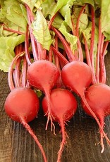 High Mowing Seed HM Early Wonder Tall Top Beet: 1/16 OZ