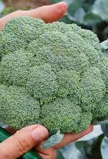 High Mowing Seed HM Belstar F1 Broccoli  25 SEEDS