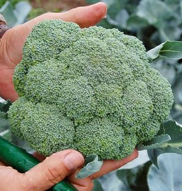 High Mowing Seed HM Belstar F1 Broccoli: 25 SEEDS