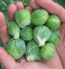 High Mowing Seed HM Dagan F1 Brussels Sprouts: 10 SEEDS