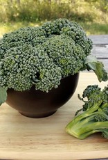 High Mowing Seed HM Waltham 29 Broccoli  1/32 OZ